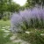 Kékvirágú sudárzsálya - Perovskia atriplicifolia 'Blue Spire' - Konténeres