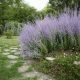 Kékvirágú sudárzsálya - Perovskia atriplicifolia 'Blue Spire' - Konténeres