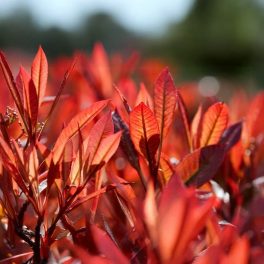   Red Robin korallberkenye - Photinia x fraseri 'Red Robin' - Konténeres
