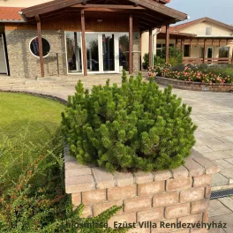   Havasi törpefenyő - Pinus mugo 'Pumilio' - Konténeres