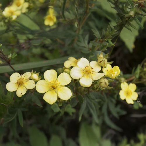 Krémvirágú cserjéspimpó - Potentilla fruticosa  'Tilford Cream' - Konténeres