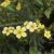 Krémvirágú cserjéspimpó - Potentilla fruticosa 'Tilford Cream' - Konténeres