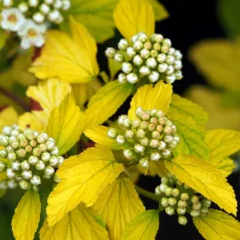   Aranysárga hólyagvessző - Physocarpus opulifolius 'Dart's Gold' - Konténeres