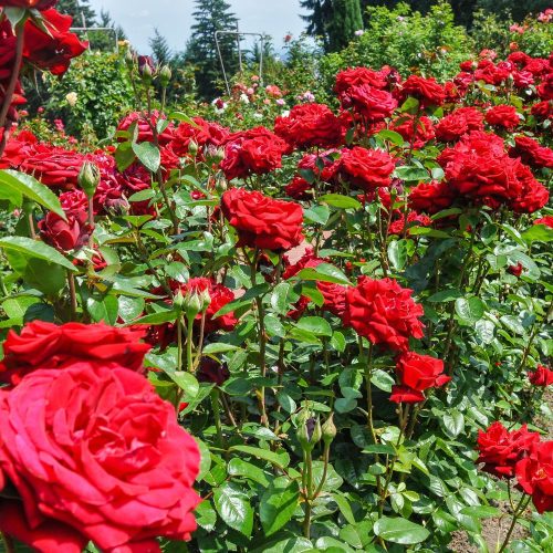 'Ingrid Bergman' magastörzsű rózsa - Rosa ’Ingrid Bergman’TM - Kont