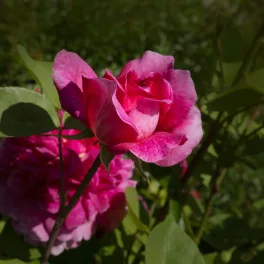   'Lucia' magastörzsű rózsa - Rosa 'Lucia' - Kont