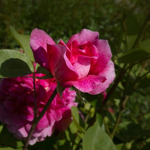 'Lucia' magastörzsű rózsa - Rosa 'Lucia' - Kont