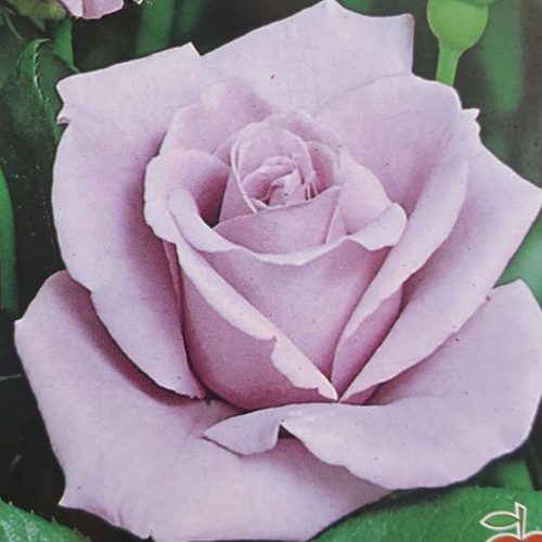 ’Lady x’ mályvalila rózsa - Rosa ’Lady x’ - Kont