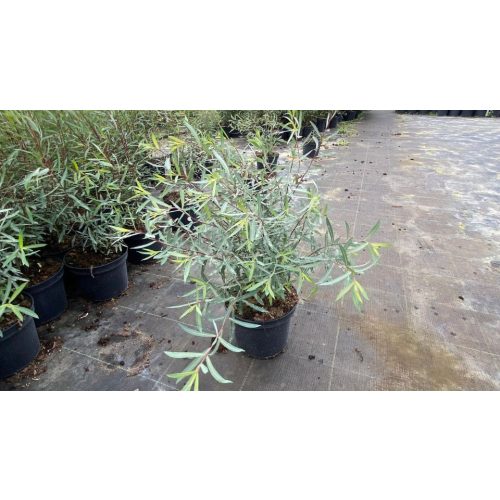 Uráli csigolyafűz - Salix purpurea 'Gracilis' - Konténeres