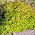 Aranypiros gyöngyvessző - Spiraea japonica 'Goldflame' - Konténeres