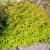 Aranypiros gyöngyvessző - Spiraea japonica 'Goldflame' - Konténeres