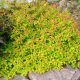 Aranypiros gyöngyvessző - Spiraea japonica 'Goldflame' - Konténeres
