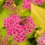 Aranypiros gyöngyvessző - Spiraea japonica 'Goldflame' - Konténeres
