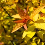 Aranypiros gyöngyvessző - Spiraea japonica 'Goldflame' - Konténeres