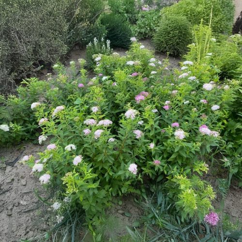 Kétszínű japán gyöngyvessző - Spiraea japonica 'Genpei' - Konténeres