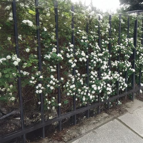 Kerti gyöngyvessző - Spiraea x vanhouttei - Konténeres