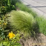 Mexikói árvalányhaj - Stipa tenuissima 