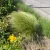 Mexikói árvalányhaj - Stipa tenuissima 