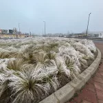 Mexikói árvalányhaj - Stipa tenuissima 