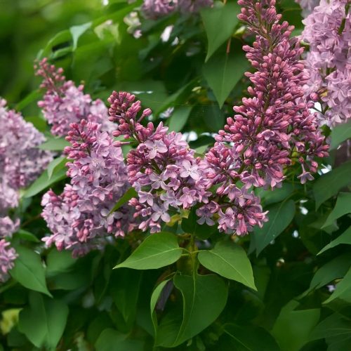 Közönséges orgona - Syringa vulgaris - Konténeres