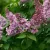 Közönséges orgona - Syringa vulgaris - Konténeres