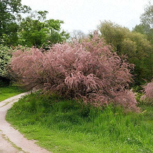 Rózsás tamariska - Tamarix tetrandra - Konténeres