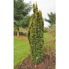 Taxus baccata 'David' - oszlopos tiszafa
