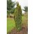Taxus baccata 'David' - oszlopos tiszafa