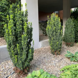   Oszlopos tiszafa - Taxus x media 'Hicksii' - Konténeres