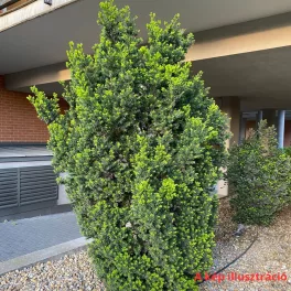   Oszlopos tiszafa - Taxus x media 'Groenland' - Konténeres