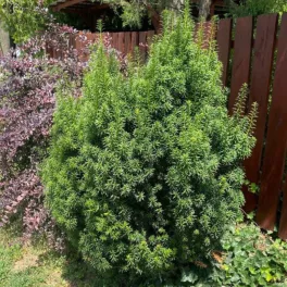   'Hillii' tiszafa - Taxus x media 'Hllii' - Konténeres