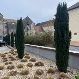   'Hillii' tiszafa - Taxus x media 'Hillii' - Konténeres