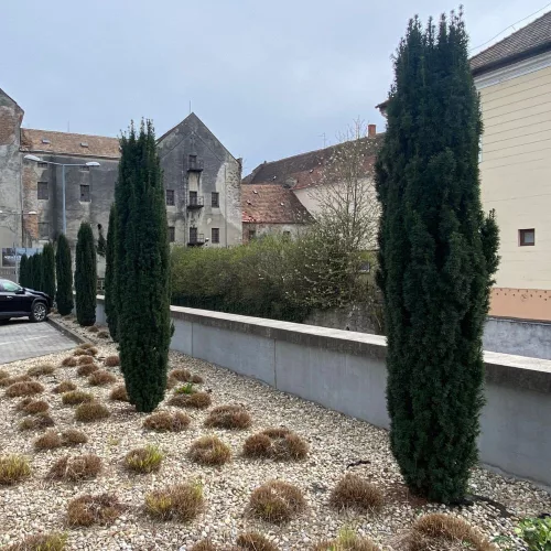 'Hillii' tiszafa - Taxus x media 'Hillii' - Konténeres