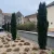 'Hillii' tiszafa - Taxus x media 'Hillii' - Konténeres