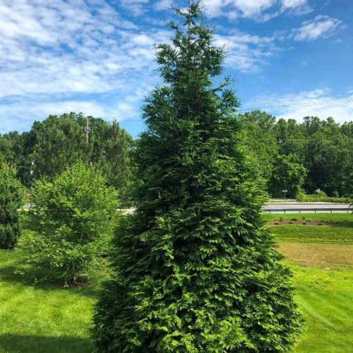 Óriás sövénytuja - Thuja plicata 'Dura' - Konténeres