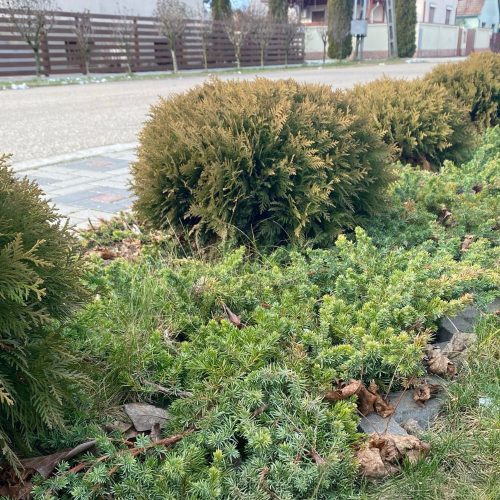 Törpe gömbtuja - Thuja occidentalis 'Danica' -Konténeres