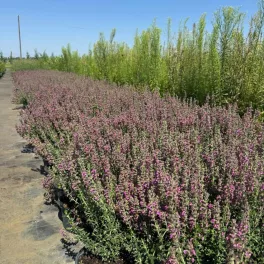 Sereges veronica - Veronica teucrium
