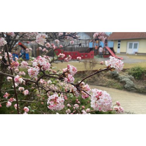 Kikeleti bangita - Viburnum x bodnantense 'Dawn' - Konténeres