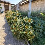 Örökzöld bangita - Viburnum davidii - Konténeres