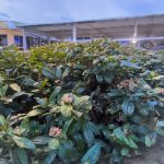 Örökzöld bangita - Viburnum davidii - Konténeres