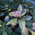 Örökzöld bangita - Viburnum davidii - Konténeres