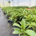 Örökzöld bangita - Viburnum davidii - Konténeres