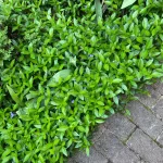 Kis meténg - Vinca minor - Konténeres