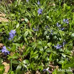 Kis meténg - Vinca minor - Konténeres