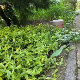   Vinca minor 'Blue and Gold' - Sárga tarka levelű kismeténg - Konténeres