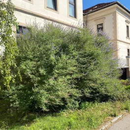 Sűrű ágrendszerű illatos barátcserje tenyeresen összetett, sötétzöld levelekkel és a hajtásvégeken nyíló karcsú, levendulakék füzérvirágzatokkal Illatos barátcserje (Vitex agnus-castus)