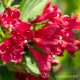 Legszebb virágú rózsalonc - Weigela florida 'Bristol Ruby' - Konténeres