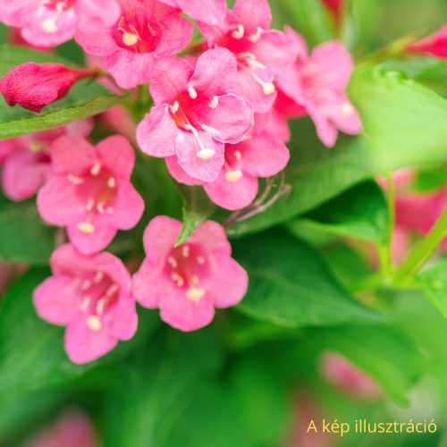 'Abel Carriere' rózsalonc - Weigela x hybrida 'Abel Carriere' - Konténeres