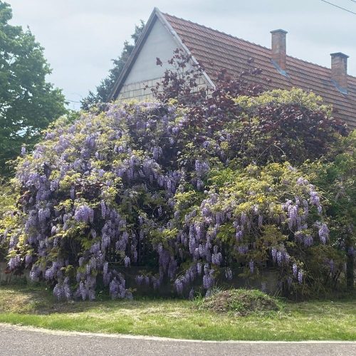 Lilaakác - Wisteria sinensis - Konténeres