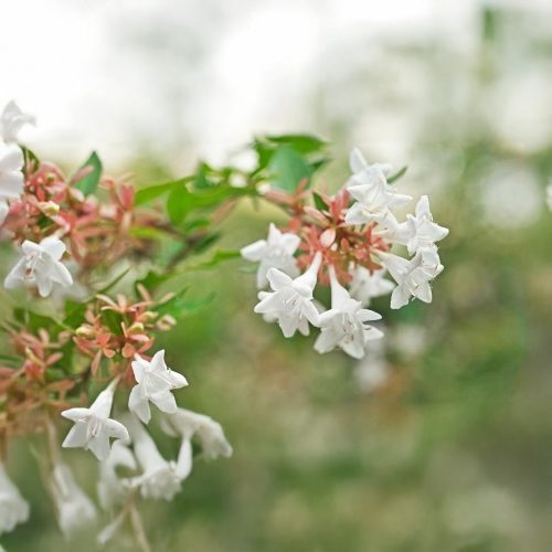 Nagyvirágú tárnicslonc - Abelia x grandiflora - Konténeres