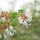Nagyvirágú tárnicslonc - Abelia x grandiflora - Konténeres
